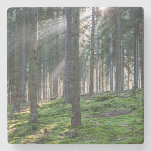 Sunbeams in the Black Forest Stone Coaster