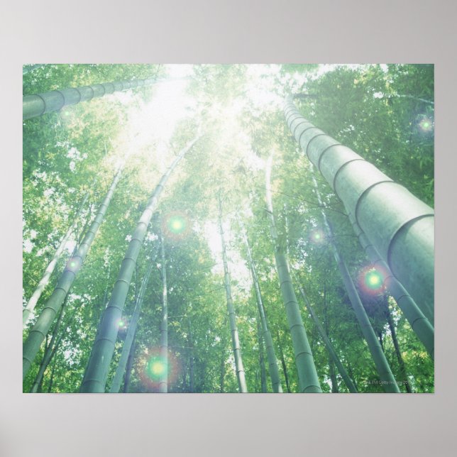 Sunbeams shining through bamboos poster (Front)