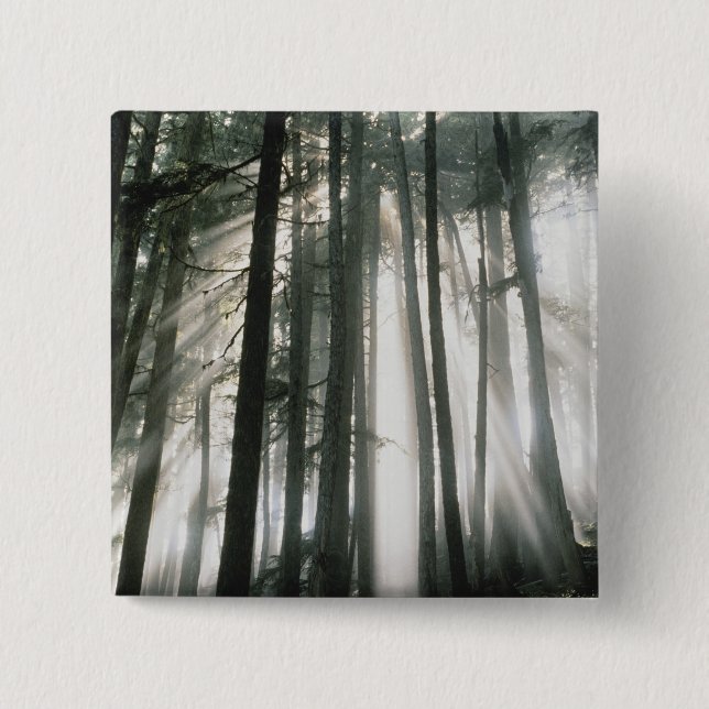 Sunbeams streaming through trees, Mount Rainier 15 Cm Square Badge (Front)