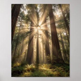 Sunbeams Through Ancient Giants Poster