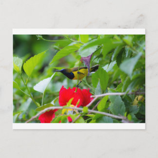 Sunbird Postcard