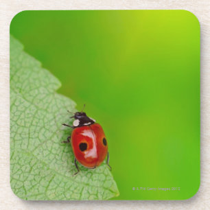 Sunburst above tiny ladybird climbing up a fresh coaster