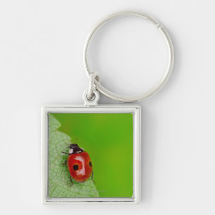 Sunburst above tiny ladybird climbing up a fresh key ring