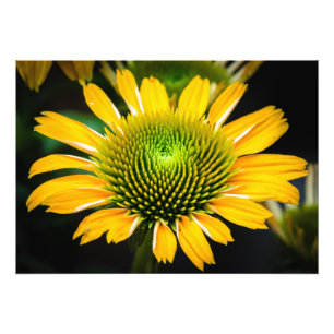 Sunburst Yellow Coneflower Photo Print