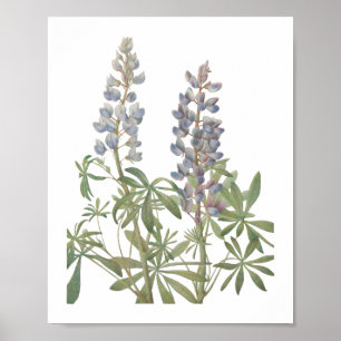 Sundial Lupine Wildflower Poster