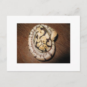 Sundin Ball Pythons Postcard