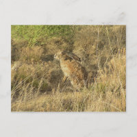 Sundown Jackrabbit