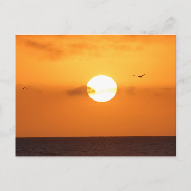 Sundown over the ocean: pelican postcard (Front)