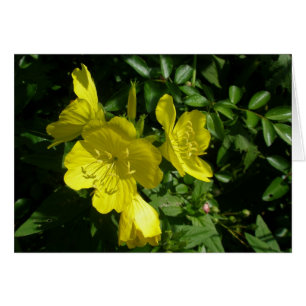 Sundrops Primrose Coordinating Items
