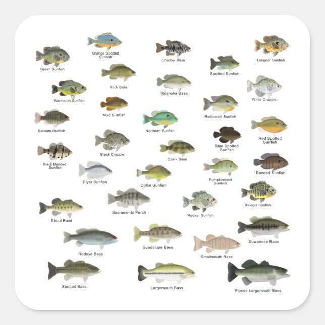 Sunfish Family Group Square Sticker (Front)