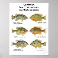 Sunfish Poster