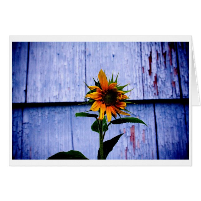 Sunflower (Front Horizontal)