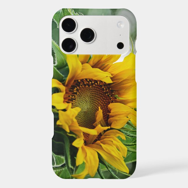 Sunflower (Back)