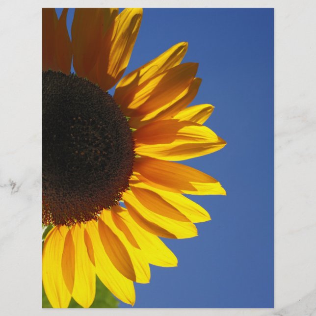 Sunflower (Front)