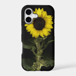 Sunflower 11