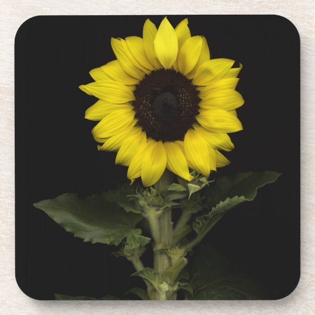 Sunflower 11 coaster (Front)