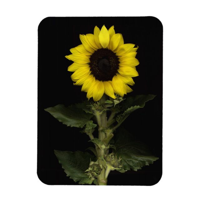 Sunflower 11 magnet (Vertical)