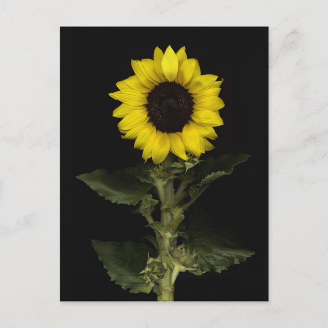 Sunflower 11 postcard (Front)