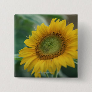Sunflower 15 Cm Square Badge
