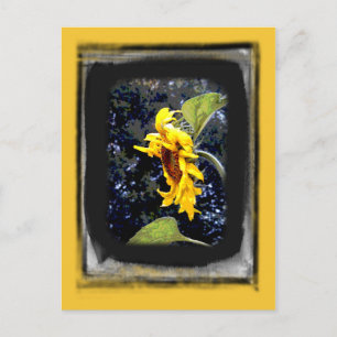 Sunflower 1 Postcard