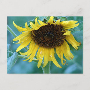 Sunflower 2 postcard