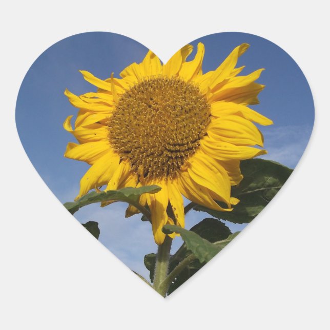 Sunflower against blue sky heart sticker (Front)