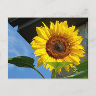 Sunflower and Bees postcard