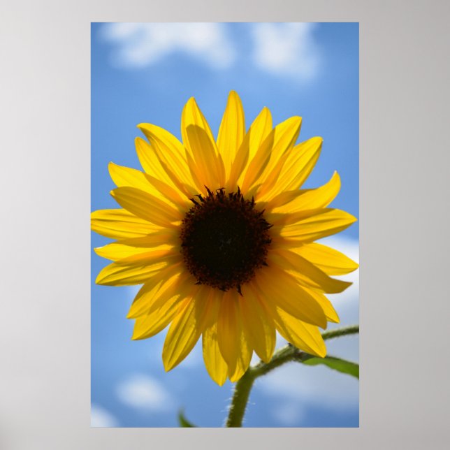 Sunflower and Blue Sky poster (Front)