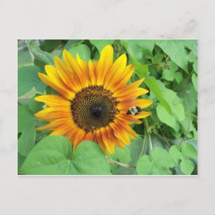Sunflower and Bumble Bee Postcard