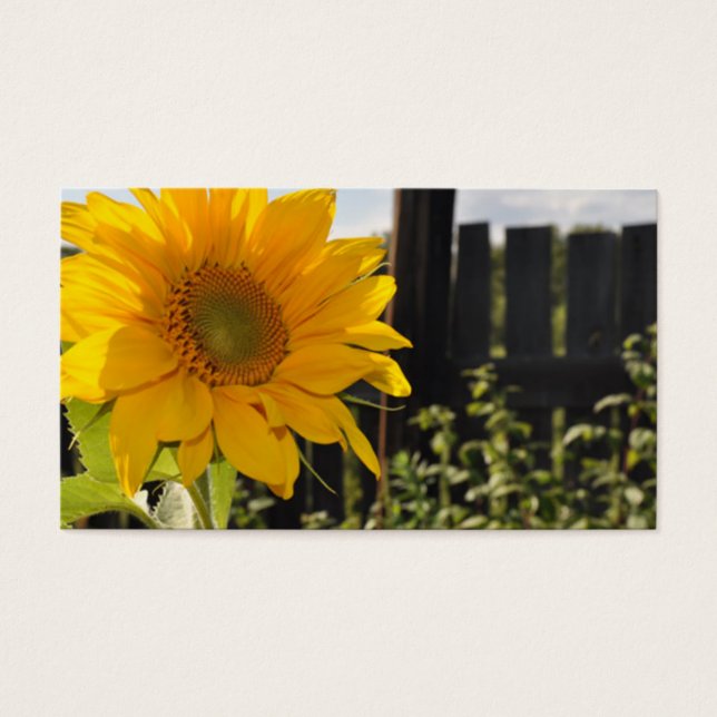 Sunflower and Fence (Front)
