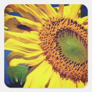 Sunflower And Guest Floral Square Sticker