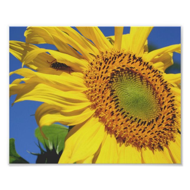 Sunflower And Insect Friend 10x8 Floral Photo Print (Front)