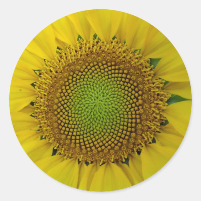 Sunflower and Seeds, Spiral, Golden Ratio  Classic Round Sticker (Front)