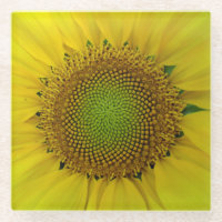 Sunflower and Seeds, Spiral, Golden Ratio