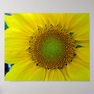 Sunflower and Seeds, Spiral, Golden Ratio   Poster