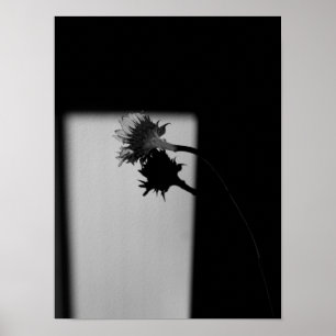Sunflower and Shadow - Black and White Photograph Poster