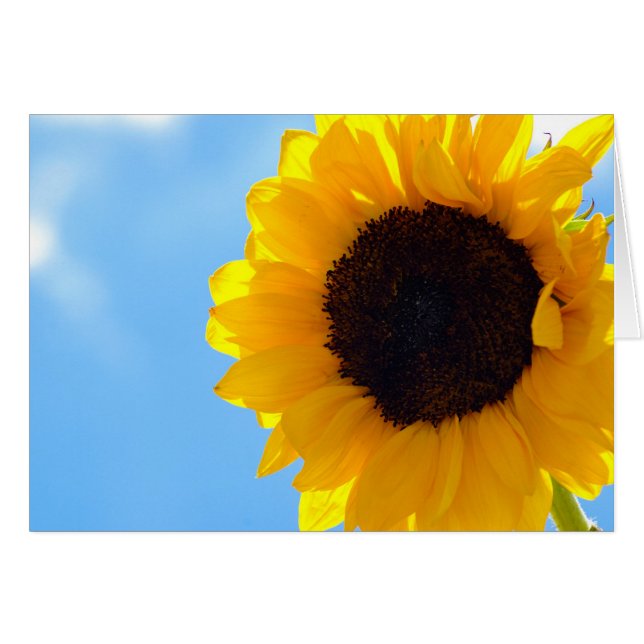 Sunflower and Sky (Front Horizontal)