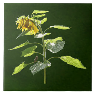 Sunflower and Sparrow Ceramic Tile