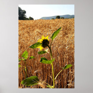 Sunflower and Wheat Poster