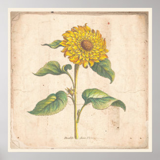 Sunflower Antique Botanical Print Poster