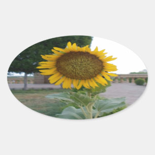Sunflower Art Print Oval Sticker