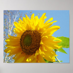 Sunflower art print Photography Realism Botanical