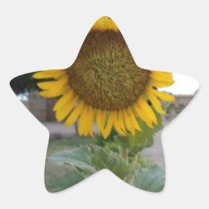 Sunflower Art Print Star Sticker