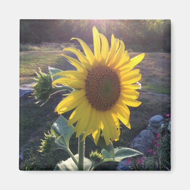 Sunflower at Sunset --- Magnet (Front)