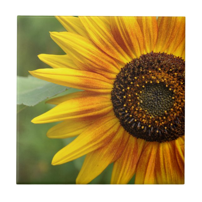 Sunflower beauty          ceramic tile (Front)