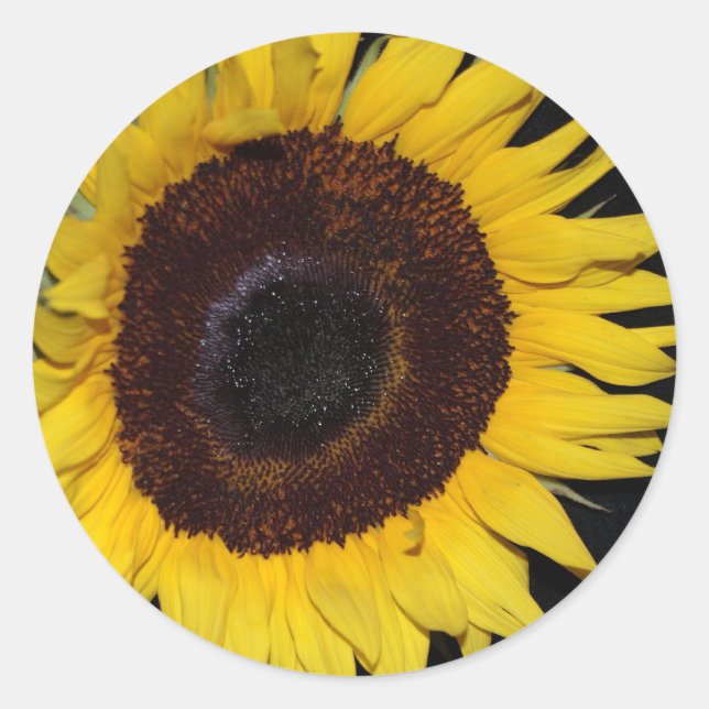 Sunflower Beauty Classic Round Sticker (Front)