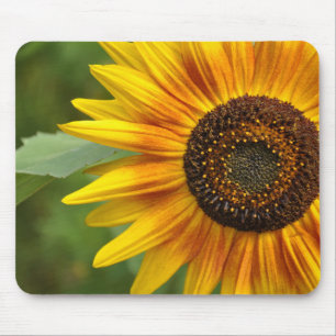 Sunflower beauty          mouse pad