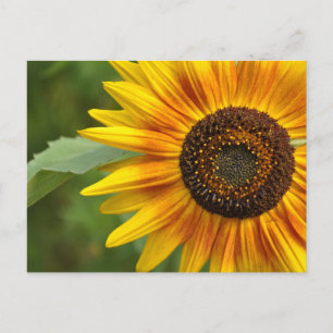 Sunflower beauty postcard