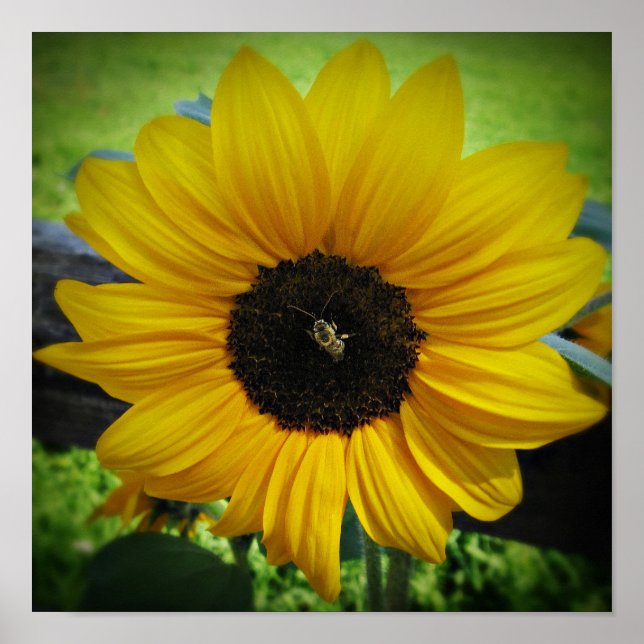 Sunflower & Bee Poster Art (Front)