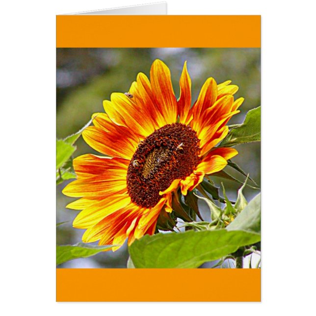 Sunflower & Bees (Front)